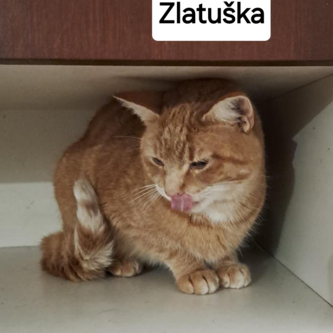 ZLATUŠKA