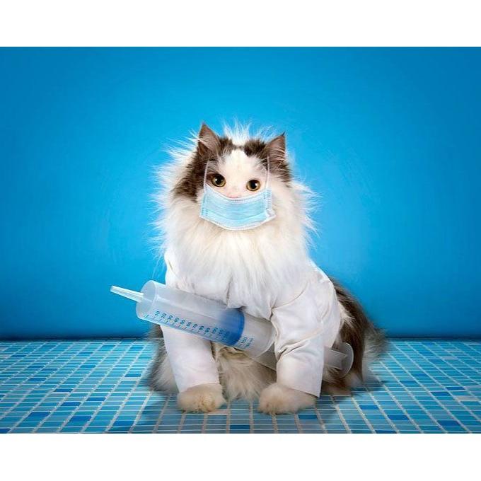 Vakcinace pro kočičky