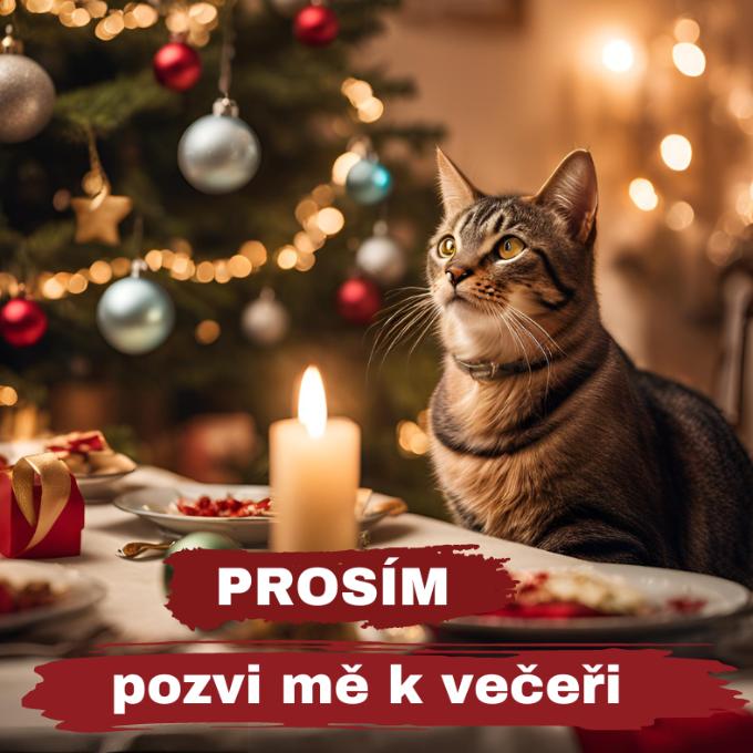 🎄 Přivítejme Vánoce společně s opuštěnými kočkami! 🎄