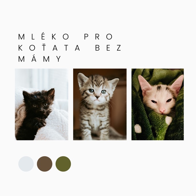 Mléko pro koťata bez mámy