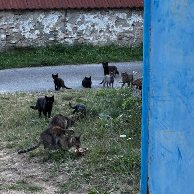 Kastrace v kočkokalamitě! ODCHYTOVÉ VYBAVENÍ POMOC